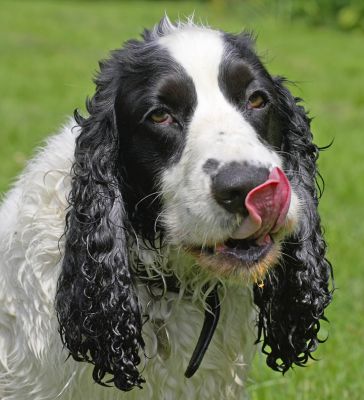 I've got the cleanest nose in the dog world
Keywords: Charlie Cocker Spaniel