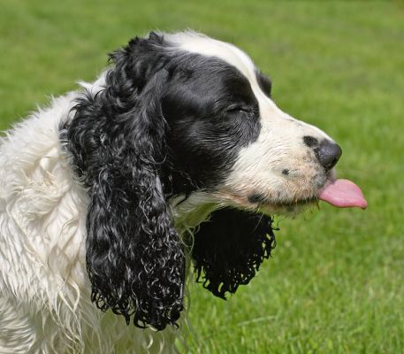 The best way to spend a Sunday afternoon - peanut butter picnic
Schlüsselwörter: Charlie Cocker Spaniel