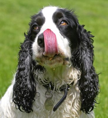 At least my tongue is getting lots of exercise
Keywords: Charlie Cocker Spaniel