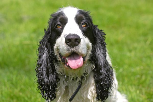 I know how to look cute
Palabras clave: Charlie Cocker Spaniel