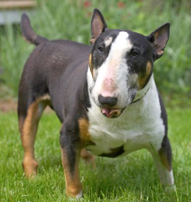 Tapa Enjoying Some Peanut Butter
Tapa is a tri-colour English Bull Terrier.
Keywords: Tapa tri colour English Bull Terrier peanut butter