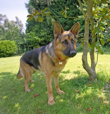 I know that you need me in the sun but it's cool here in the shade
Słowa kluczowe: Max German Shepherd Alsatian