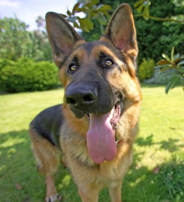Why does she want me to look into that BIG EYE?!
Λέξεις-κλειδιά: Max German Shepherd Alsatian