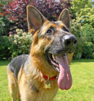 Look, all the peanut butter has gone - gimme me more!
Ключови думи: Max German Shepherd Alsatian