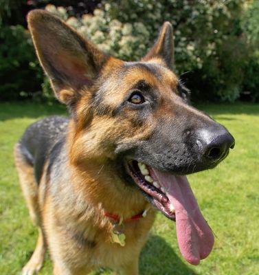 Aren't I just the handsomest of dogs.........
Ключови думи: Max German Shepherd Alsatian