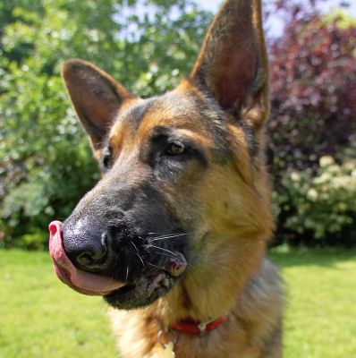 Does my nose look big in this...........??
Λέξεις-κλειδιά: Max German Shepherd Alsatian