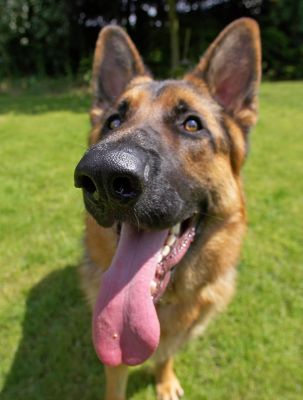 Boy, big nose, big tongue
Ключевые слова: Max German Shepherd Alsatian