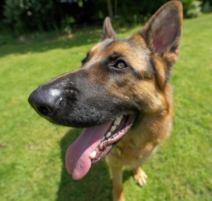 I am NOT going to look into that BIG eye!!
Anahtar kelimeler: Max German Shepherd Alsatian