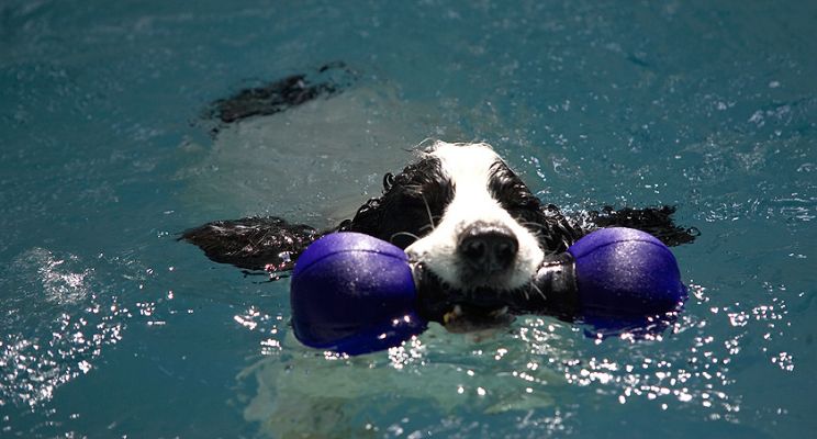 The original water babe
Trefwoorden: Charlie Cocker Spaniel