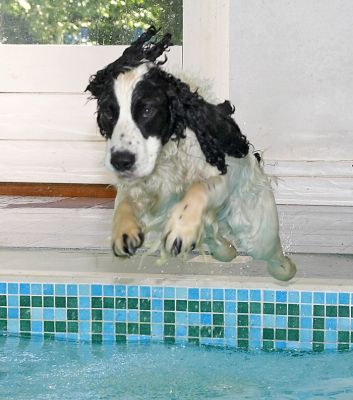 Here I go............
Ključne besede: Charlie Cocker Spaniel