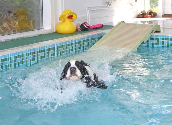 I like making a splash
Avainsanat: Charlie Cocker Spaniel