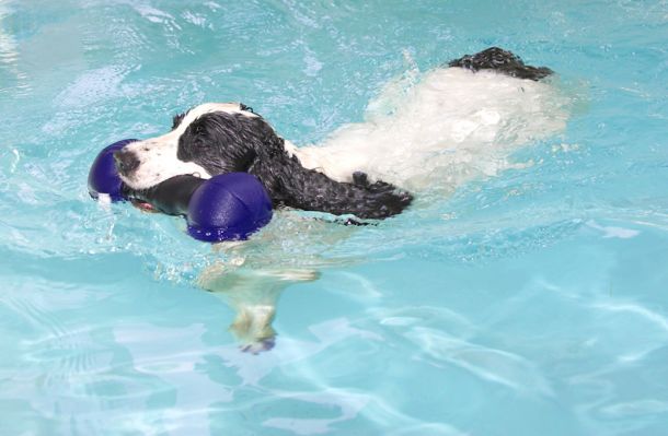 What an accomplished swimmer I've become
Palabras clave: Charlie Cocker Spaniel