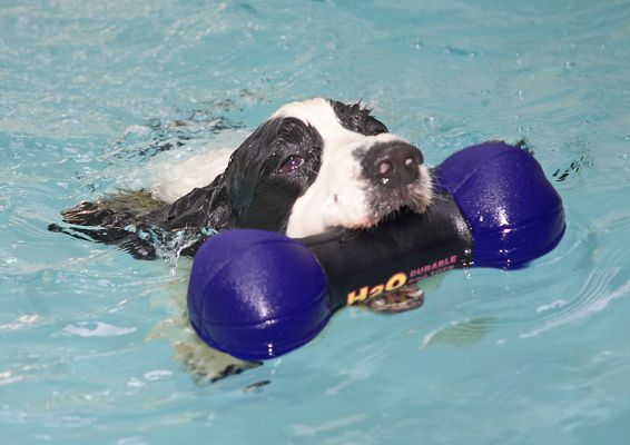 Retrive and swim for shore - and do it all over again
Keywords: Charlie Cocker Spaniel