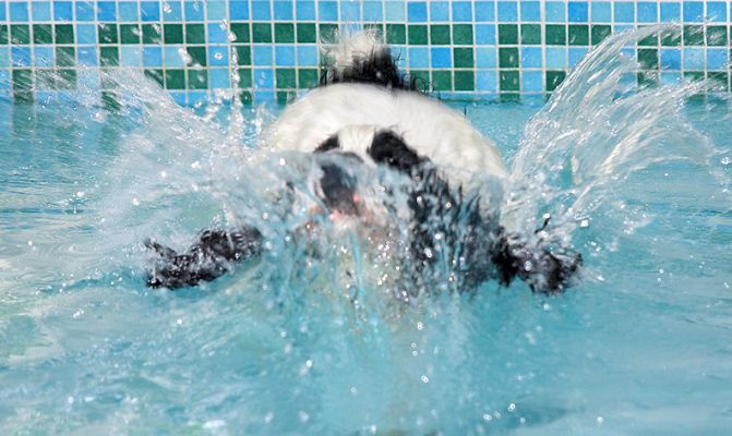 That wasn't a belly flop - honest!
Keywords: Charlie Cocker Spaniel