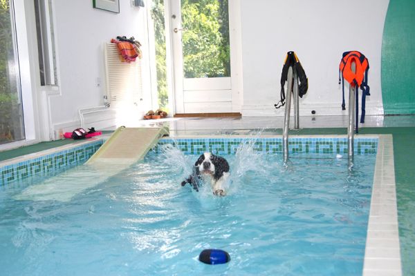 And, in I go
Ключові слова: Charlie Cocker Spaniel