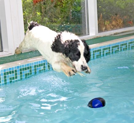 Look, I've found a shortcut
Charlie found that if he leapt into the pool near the ball, he didn't have to swim as far to get it as if he jumped in from the end of the pool - smart!
Keywords: Charlie Cocker Spaniel
