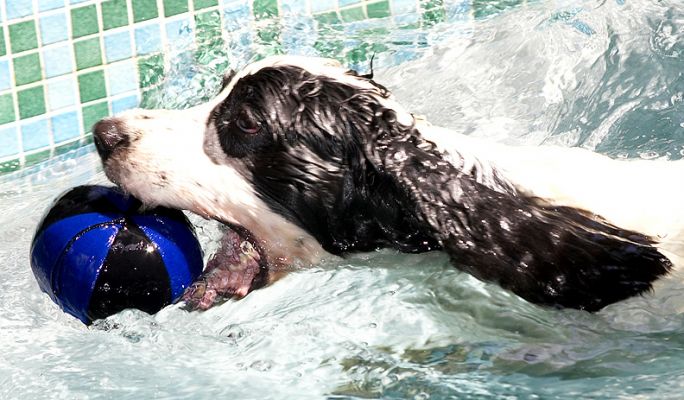 Gottit!!
Anahtar kelimeler: Charlie Cocker Spaniel