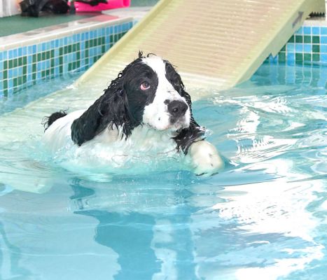 This was meant to be a leap but I just kinda slid
Keywords: Charlie Cocker Spaniel