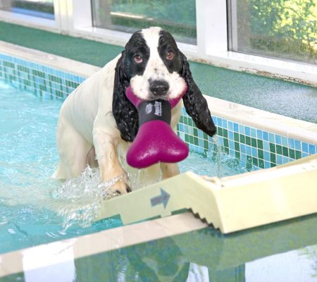 Yes, I know I look bedraggled and I know my eyes are the same colour as the barbell but this is fun
Keywords: Charlie Cocker Spaniel