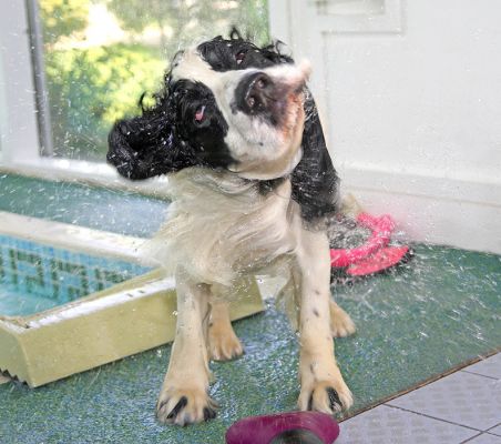 Towels are for wimps!
Ключови думи: Charlie Cocker Spaniel