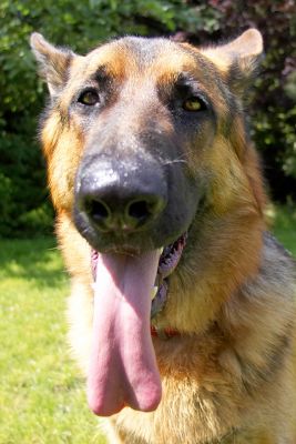What's longer - my nose or my tongue?
Palabras clave: Max German Shepherd Alsatian