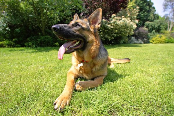 Being a model is hard work, I just gotta rest
Anahtar kelimeler: Max German Shepherd Alsatian