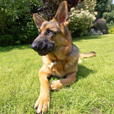I can do the thoughtful pose
Schlüsselwörter: Max German Shepherd Alsatian