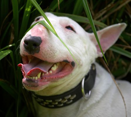 Running after the ball is hard work
Palabras clave: Bella English Bull Terrier
