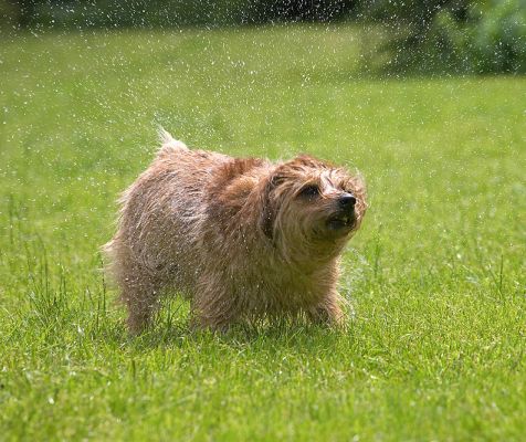 Shakin' the spray
Palabras clave: Teddy Norfolk Terrier