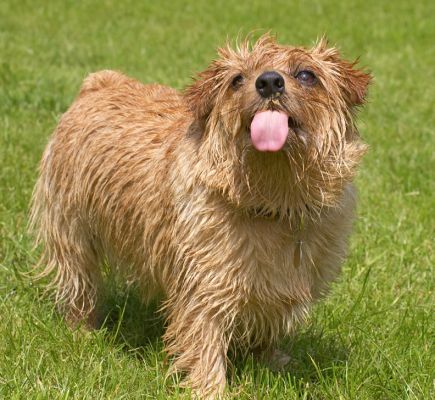 Well, this is what I think of you!
Palabras clave: Teddy Norfolk Terrier