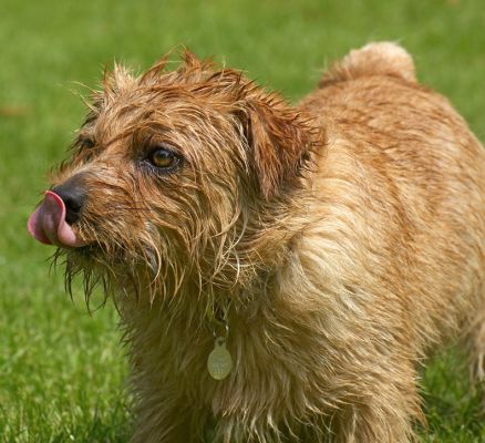 Yep, my nose is still there!
Palabras clave: Teddy Norfolk Terrier