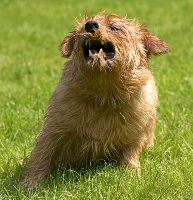 I know I look ferocious but I'm really a teddy bear
Avainsanat: Teddy Norfolk Terrier