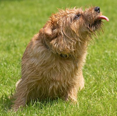It's only a little tongue
Ключові слова: Teddy Norfolk Terrier