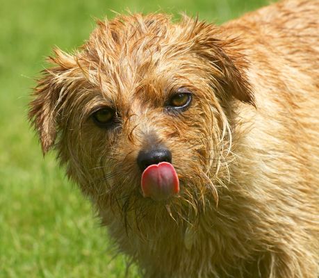 Do you like this pose?
Λέξεις-κλειδιά: Teddy Norfolk Terrier