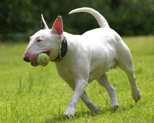 I'm busy!!
Ключевые слова: Bella English Bull Terrier