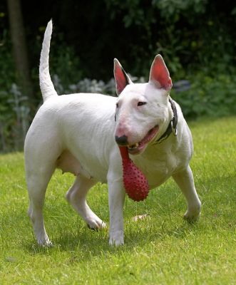 Well, how are you supposed to hold this thing?
Ключові слова: Bella English Bull Terrier