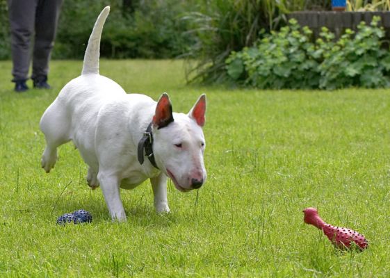 It's mine!
Keywords: Bella English Bull Terrier