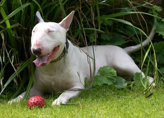 Enjoying the shade
Keywords: Bella English Bull Terrier
