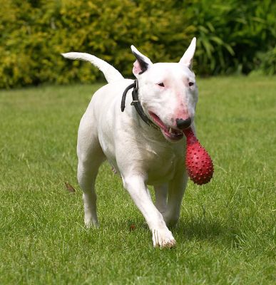 Very queenly
الكلمات الإستدلالية(لتسهيل البحث): Bella English Bull Terrier