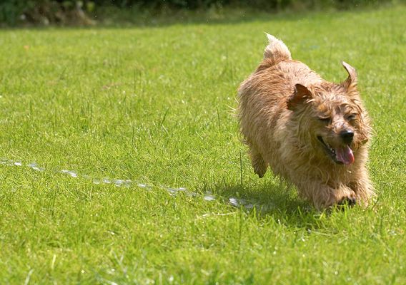 I'll get that water in the end
Keywords: Teddy Norfolk Terrier