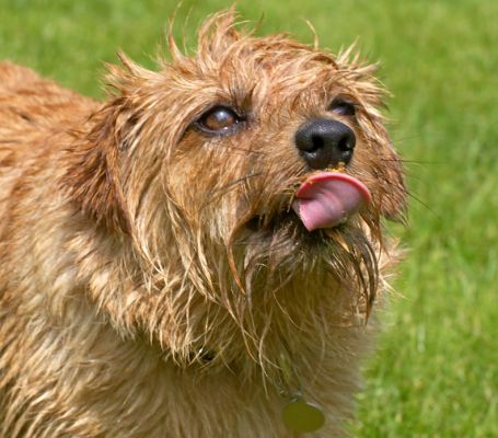 What a dainty tongue
Keywords: Teddy Norfolk Terrier