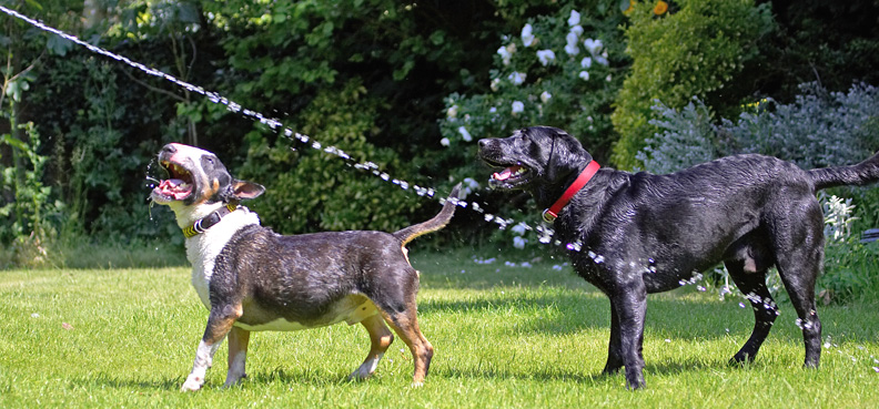 Little and large!
Palabras clave: Tapa English Bull Terrier Harvey Black Labrador