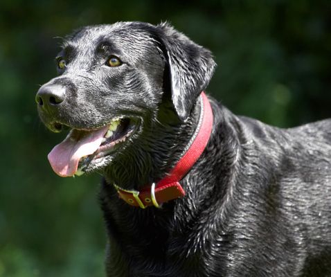 Bring on the water hose!
Keywords: Harvey Black Labrador