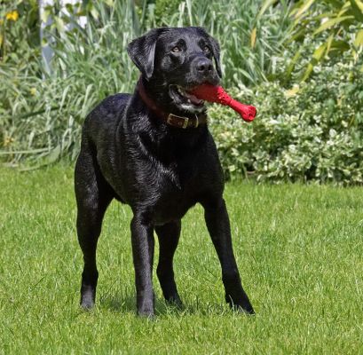 Is he going to throw that other ball?
Avainsanat: Buddy Black Labrador