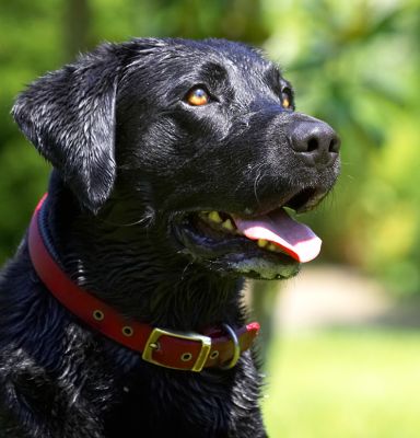 Harvey
Avainsanat: Harvey Black Labrador