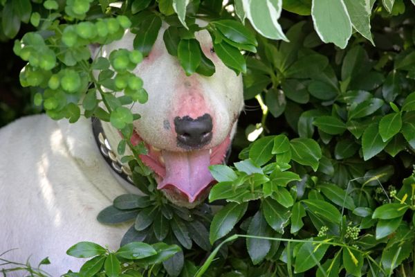 Peek-a-boo
Ключевые слова: Bella English Bull Terrier