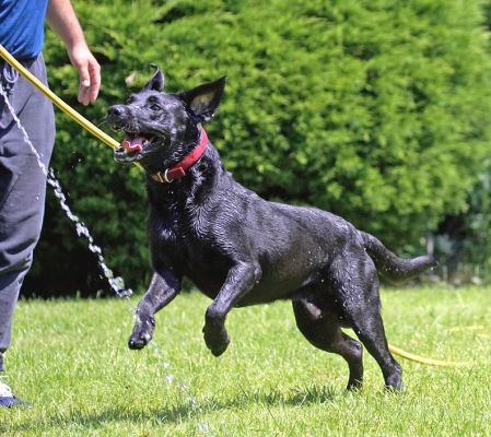 My favourite game!
Avainsanat: Harvey Black Labrador