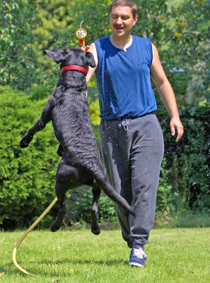 What a leap!
Ключові слова: Harvey Black Labrador