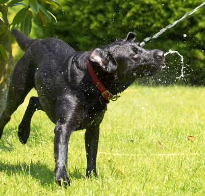 Look at this trick
Keywords: Harvey Black Labrador