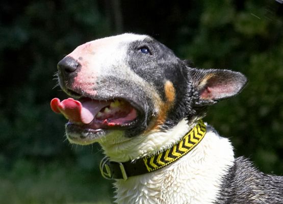Tapa the Bull Terrier
Tapa is a tri-colour English bull terrier.
Keywords: Tapa English Bull Terrier tricolor tricolour Maasai collar